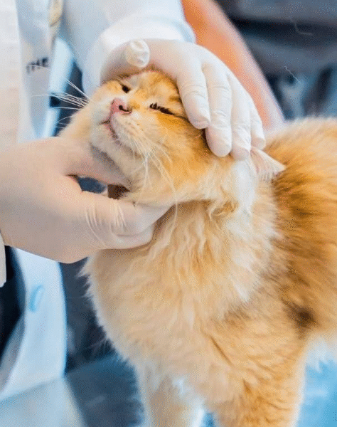 Cabinet Vétérinaire ERRAHMA – Urgences 24h/24 Rabat