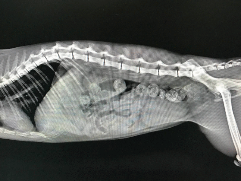 Clinique Vétérinaire Harhoura – Urgences 24h/24 SOS