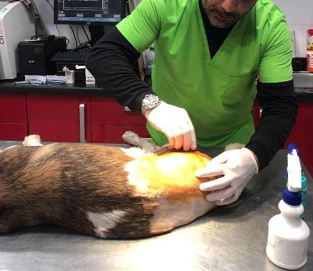 Cabinet Vétérinaire V.I.Pet Casablanca – Soins d’Urgence 24/7