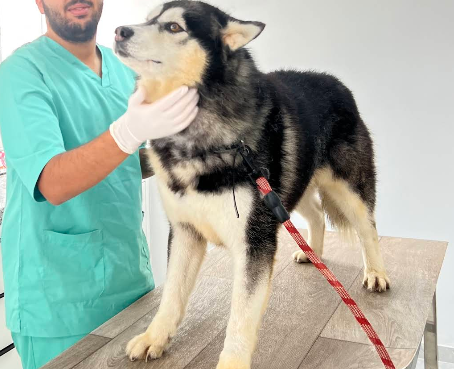 Cabinet Vétérinaire Diouri – Urgences Vétérinaires – Harhoura