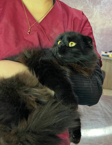 Cabinet Vétérinaire Témara – Excellence & Urgences 24h/24