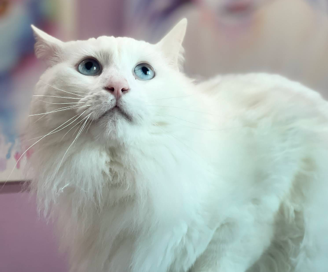 Cabinet Vétérinaire Témara – Excellence & Urgences 24h/24