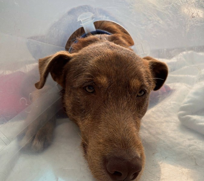 Cabinet Vétérinaire Témara – Excellence & Urgences 24h/24