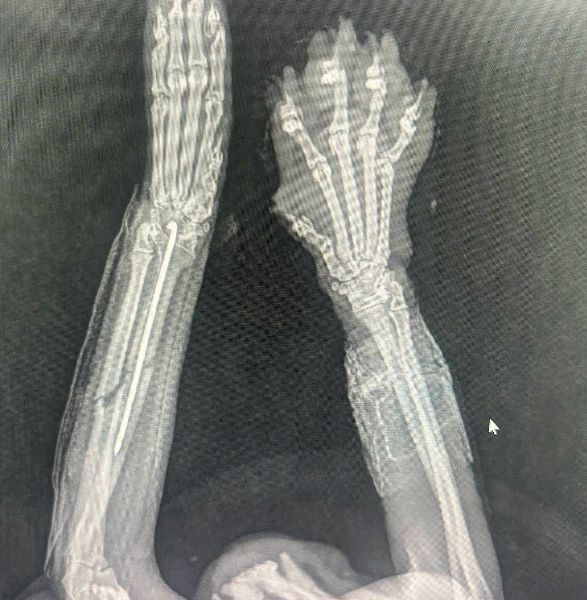 Cabinet Vétérinaire Témara – Excellence & Urgences 24h/24