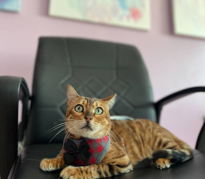 Cabinet Vétérinaire Témara – Excellence & Urgences 24h/24