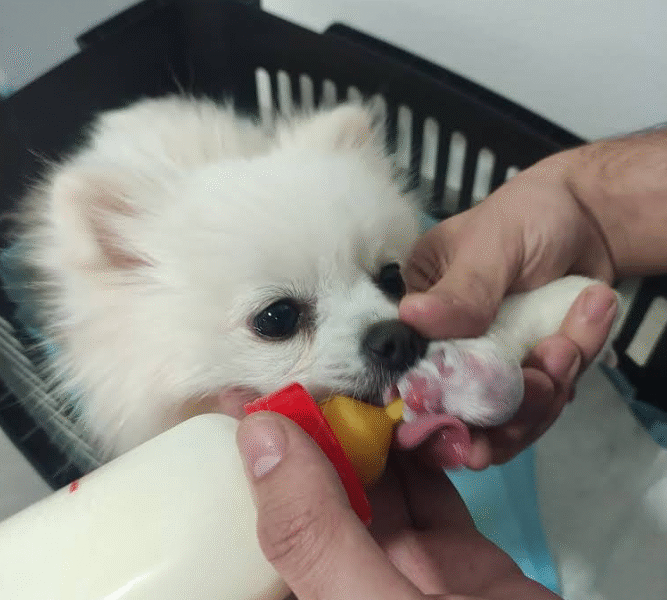 Cabinet Vétérinaire Témara – Excellence & Urgences 24h/24