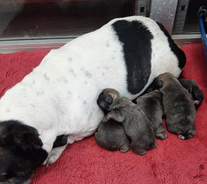 Clinique Vétérinaire Harhoura – Urgences 24h/24 SOS