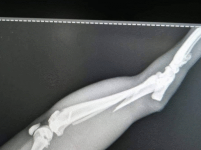 Cabinet Vétérinaire V.I.Pet Casablanca – Soins d’Urgence 24/7