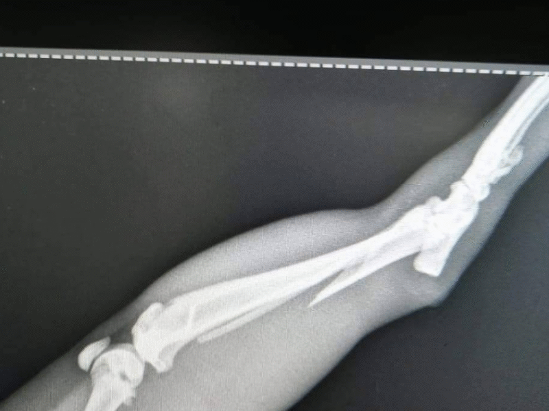 Cabinet Vétérinaire V.I.Pet Casablanca – Soins d’Urgence 24/7