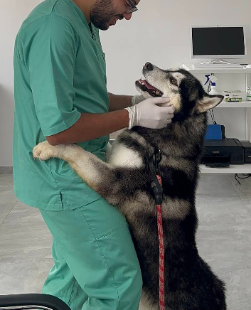 Cabinet Vétérinaire Diouri – Urgences Vétérinaires – Harhoura