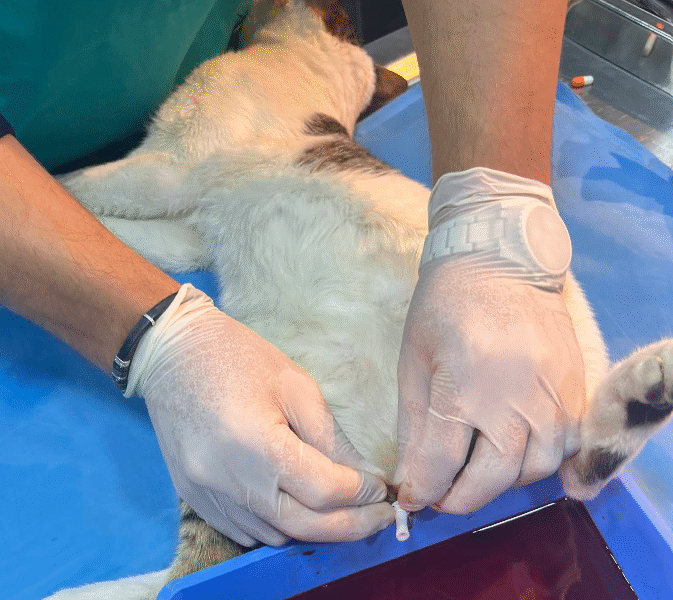 Cabinet Vétérinaire V.I.Pet Casablanca – Soins d’Urgence 24/7