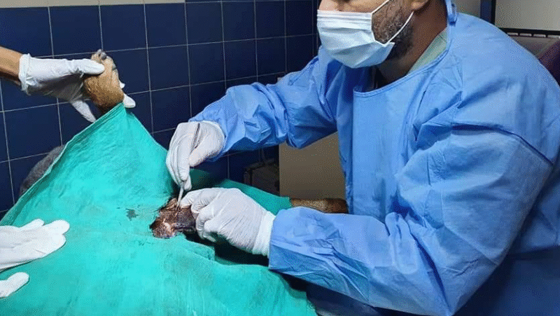 Cabinet Vétérinaire V.I.Pet Casablanca – Soins d’Urgence 24/7