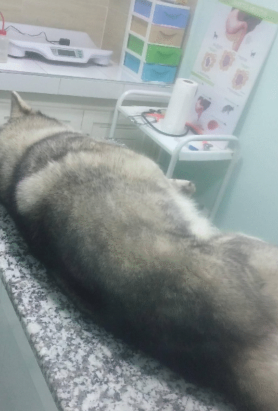 Clinique Vétérinaire Settat – Urgences 24h/24