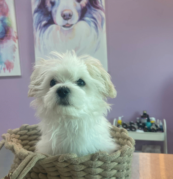 Cabinet Vétérinaire Témara – Excellence & Urgences 24h/24