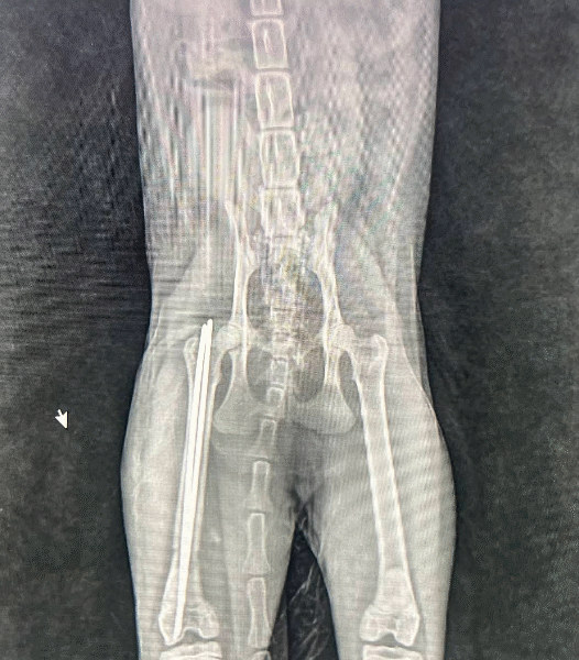 Cabinet Vétérinaire Témara – Excellence & Urgences 24h/24