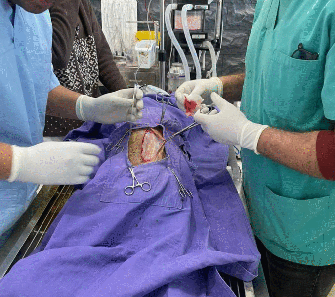 Clinique Vétérinaire Harhoura – Urgences 24h/24 SOS