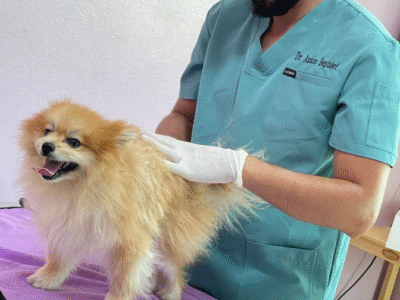 Cabinet Vétérinaire Témara – Excellence & Urgences 24h/24