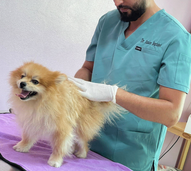 Cabinet Vétérinaire Témara – Excellence & Urgences 24h/24