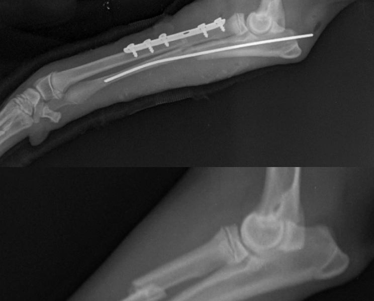 Clinique vétérinaire mimosa